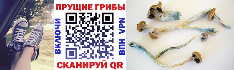 Псилоцибиновые грибы Cubensis  закладка  Тарко-Сале 
